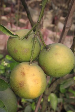 Hasat için çiftlikteki ağaçtaki turunçgiller nakit mahsulüdür.
