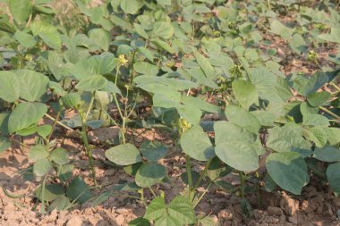 Mung fasulyesi tarlada hasat için nakit mahsuldür.