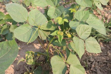 Mung fasulyesi tarlada hasat için nakit mahsuldür.