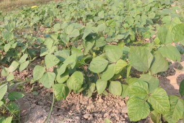 Mung fasulyesi tarlada hasat için nakit mahsuldür.