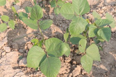 Mung fasulyesi tarlada hasat için nakit mahsuldür.