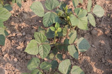 Mung fasulyesi tarlada hasat için nakit mahsuldür.