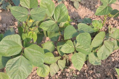 Mung fasulyesi tarlada hasat için nakit mahsuldür.