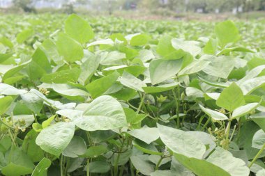 Mung fasulyesi tarlada hasat için nakit mahsuldür.