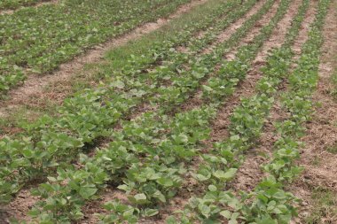 Mung fasulyesi tarlada hasat için nakit mahsuldür.