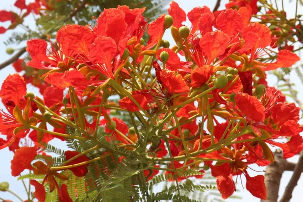 Červená Barva Delonix Regia Květina Stromě Zahradě Pro Čerstvé Počasí — Stock fotografie