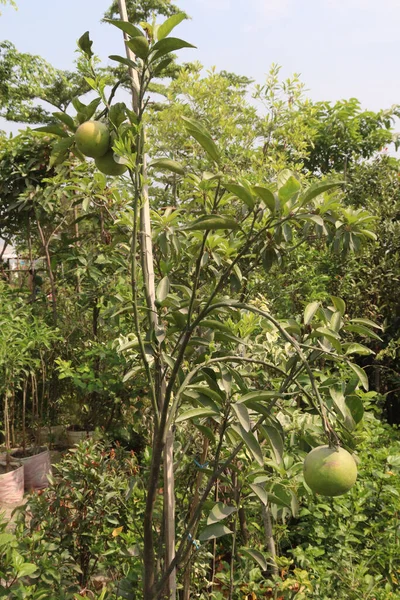 Εσπεριδοειδή Δέντρο Στην Εκμετάλλευση Για Συγκομιδή Είναι Καλλιέργειες Μετρητών — Φωτογραφία Αρχείου