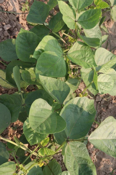 Stock image mung bean on tree in farm for harvest are cash crops