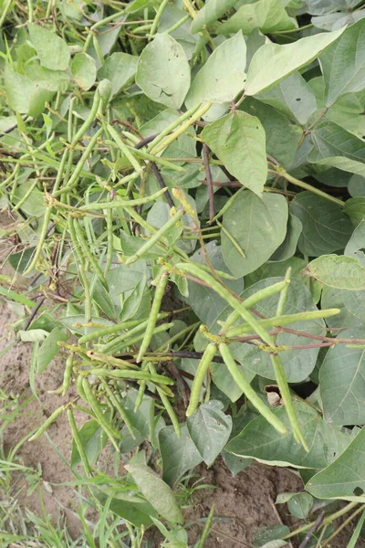 农场树上的绿豆是经济作物 — 图库照片