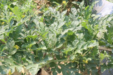 Çiftlikteki ağaçtaki lezzetli ve sağlıklı karpuz hasat için nakit mahsuldür.