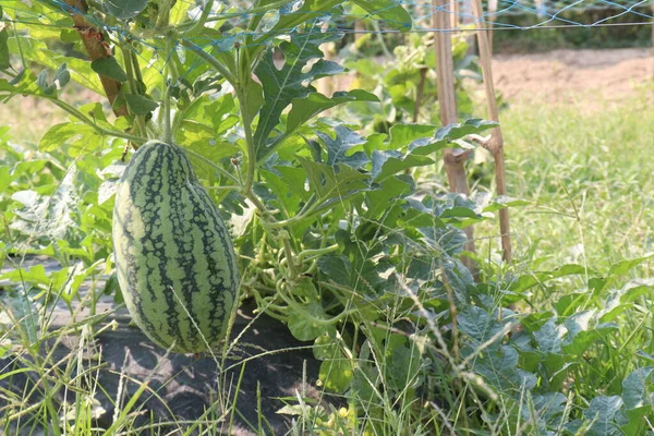 Tasty Healthy Watermelon Tree Farm Harvest Cash Crops — Stock Photo, Image