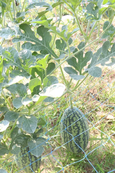 stock image tasty and healthy watermelon on tree in farm for harvest are cash crops