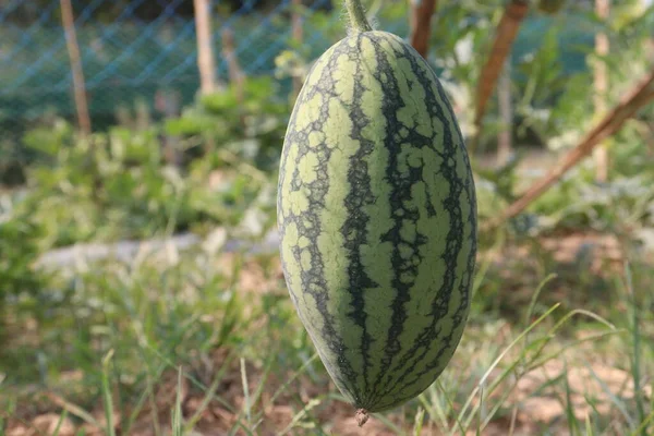 stock image tasty and healthy watermelon on tree in farm for harvest are cash crops