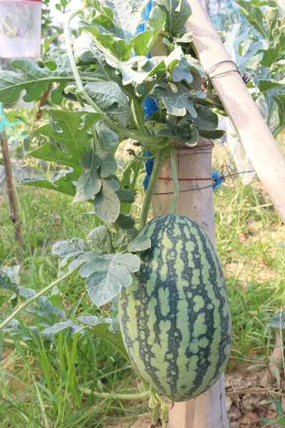 Schmackhafte Und Gesunde Wassermelone Auf Baum Bauernhof Für Die Ernte — Stockfoto