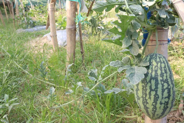 Νόστιμο Και Υγιεινό Καρπούζι Στο Δέντρο Στο Αγρόκτημα Για Συγκομιδή — Φωτογραφία Αρχείου