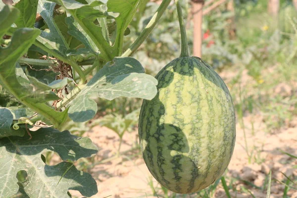 Tasty Healthy Watermelon Tree Farm Harvest Cash Crops — Stock Photo, Image