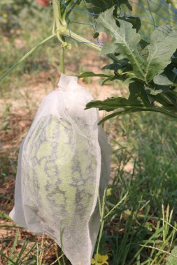 Çiftlikteki ağaçtaki lezzetli ve sağlıklı karpuz hasat için nakit mahsuldür.