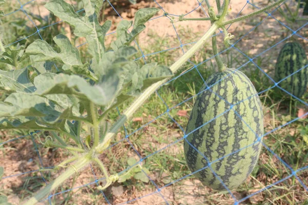 农场树上美味健康的西瓜是经济作物 — 图库照片
