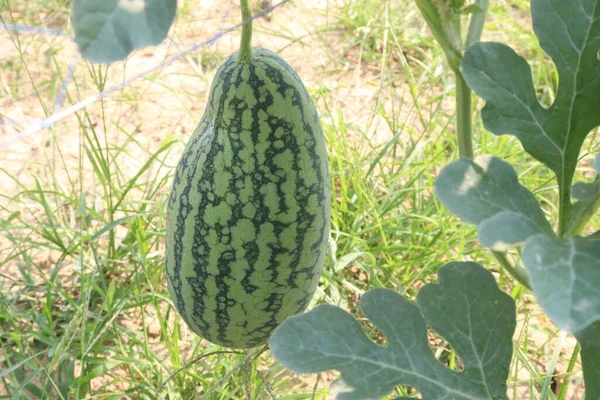 Schmackhafte Und Gesunde Wassermelone Auf Baum Bauernhof Für Die Ernte — Stockfoto