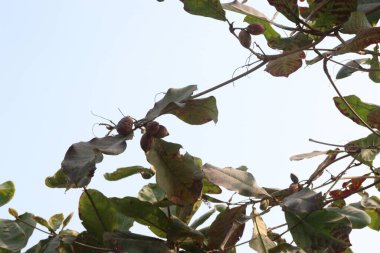 Kreşteki ağaçtaki terminalli katappa hasat için nakit mahsuldür.
