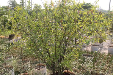 Çiftlikteki ağaçta nar.