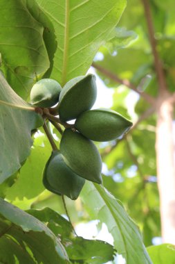 Kreşteki ağaçtaki terminalli katappa hasat için nakit mahsuldür.