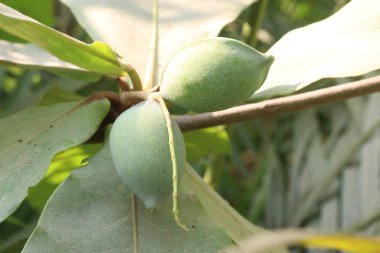 Kreşteki ağaçtaki terminalli katappa hasat için nakit mahsuldür.