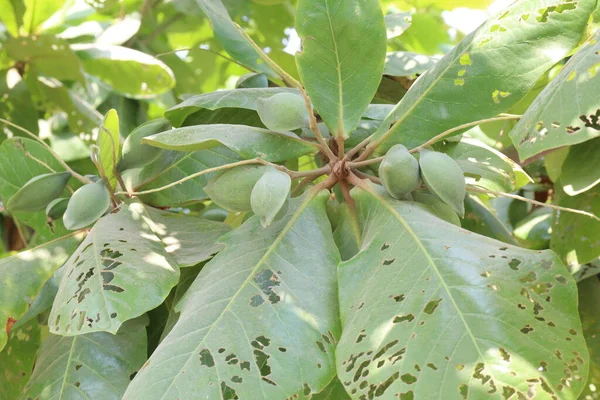 Terminalia catappa on tree in nursery for harvest are cash crops