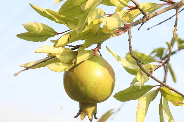 Granatapfel Auf Baum Bauernhof — Stockfoto