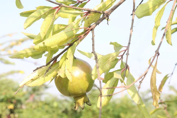 Granátové Jablko Stromě Statku — Stock fotografie