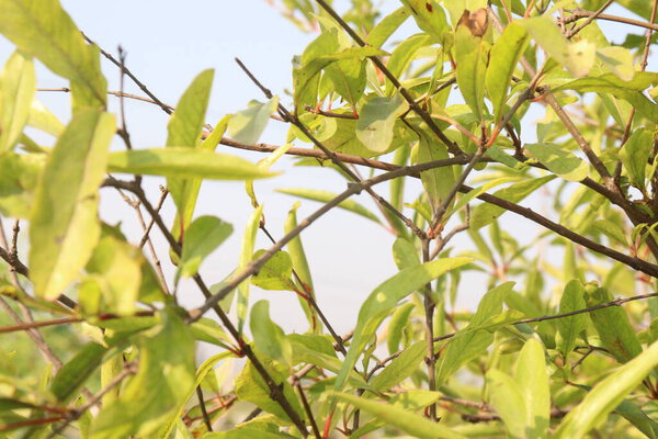 Pomegranate on tree in farm