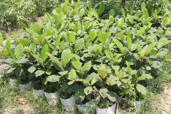 Terminalia Catappa Baumpflanzung Auf Baumschule Für Die Ernte Sind Cash — Stockfoto