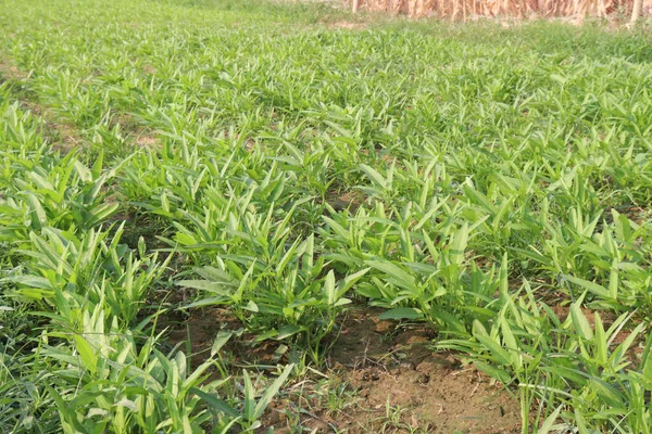 Sabroso Saludable Granja Espinacas Agua Para Cosecha Son Cultivos Comerciales — Foto de Stock