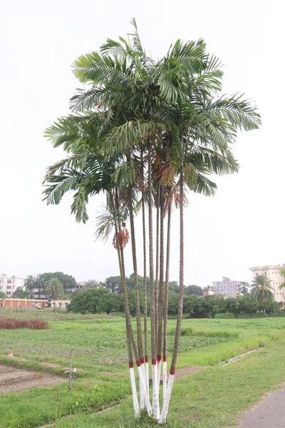 Red Areca Nut Palm Aan Boom Voor Mooie Natuur — Stockfoto