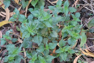 Ormandaki sindrella nodiflora yaprağı ağacı Daisy ailesinden.