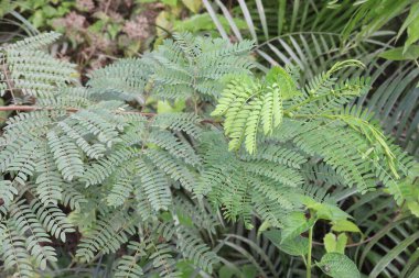 Peltophorum pterocarpum çiçek ağacı hasat ve satım için nakit mahsuldür.