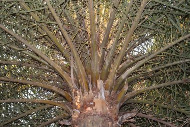 Ekinler için tomurcuk yüklü yüksek hurma ağaçları,