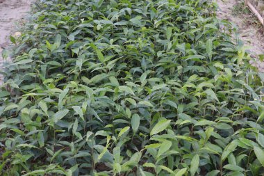 debdaru ağacı aynı zamanda Monoon longifolium ile de bilinir.