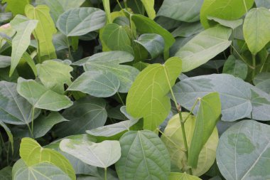 Çiftlikteki Pterygota alata ağacı fidanlığı hasat için nakit mahsuldür.