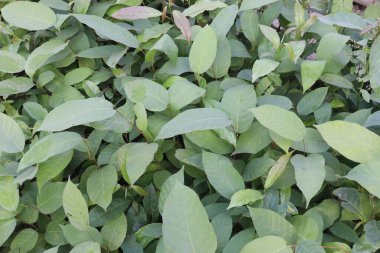 Çiftlikteki Persicaria chinensis ağacı hasat için nakit mahsulüdür.