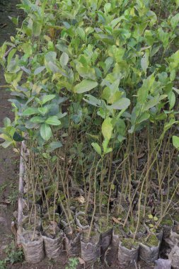 çiftlikteki limon ağacı hasat için nakit mahsuldür.