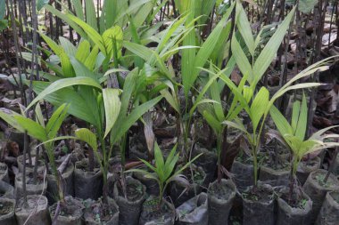 Areka fındık ağacı fidanlığı hasat için nakit mahsuldür.