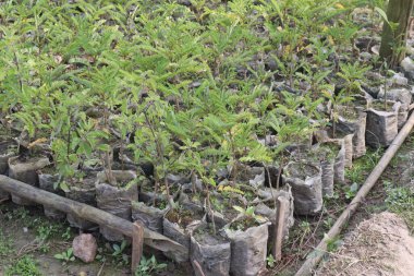 Peltophorum pterocarpum çiçek ağacı hasat ve satım için nakit mahsuldür.