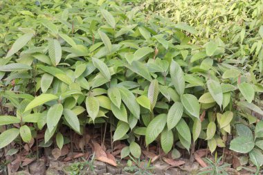 Çiftlikteki Sanju Nutmeg Jayfal ağacı hasat için nakit mahsuldür.