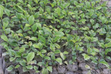 Mitragyna speciosa Korth ağaç bitkisi hasat için nakit mahsulleri