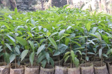 debdaru ağacı aynı zamanda Monoon longifolium ile de bilinir.