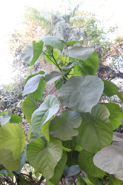 Macaranga Tanarius Baumpflanze Auf Bauernhof Für Medizinischen Bedarf — Stockfoto