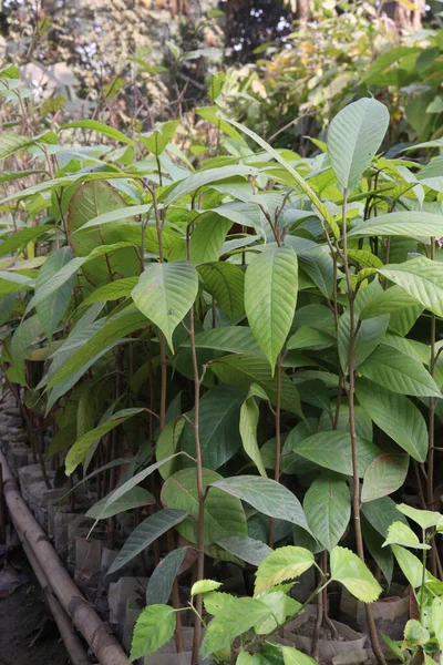 Dipterocarpus Turbinatus Importante Fuente Madera Utiliza Menudo Industria Madera Contrachapada — Foto de Stock