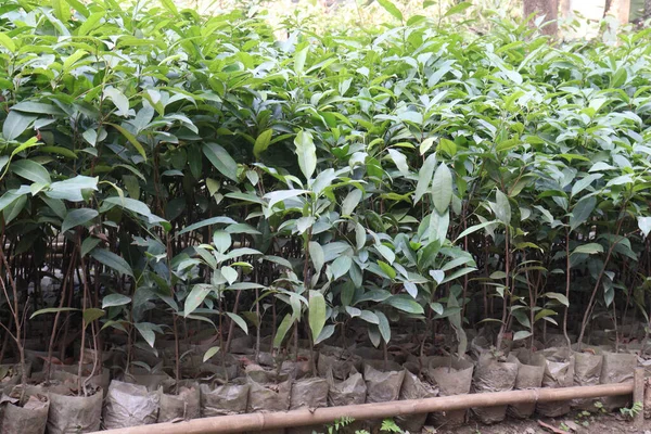 Planta Osmanthus Dulce Granja Para Cosecha Son Cultivos Comerciales —  Fotos de Stock