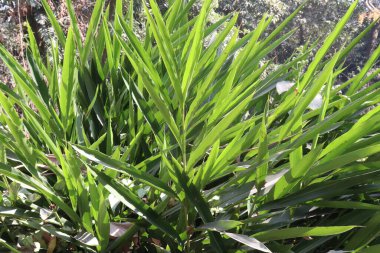 Tarladaki zencefil ağacı hasat için nakit mahsuldür.